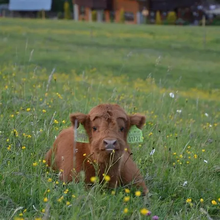 Pensjonat Dinda Stará ľubovňa